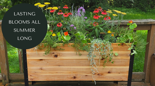 5 blomster, der blomstrer hele sommeren uden at skulle klippes af